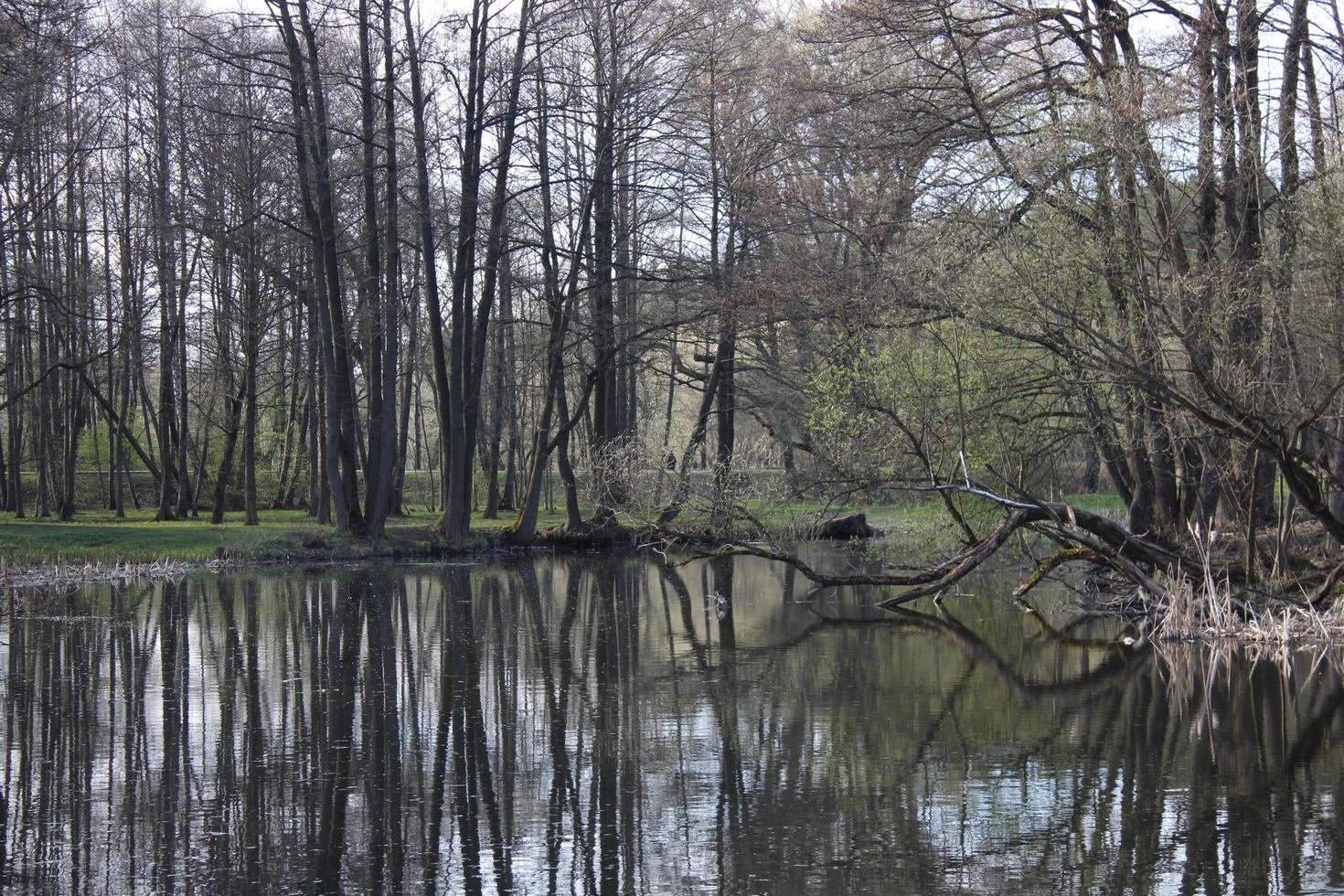 Natural landscape in early spring. Lake or river photo