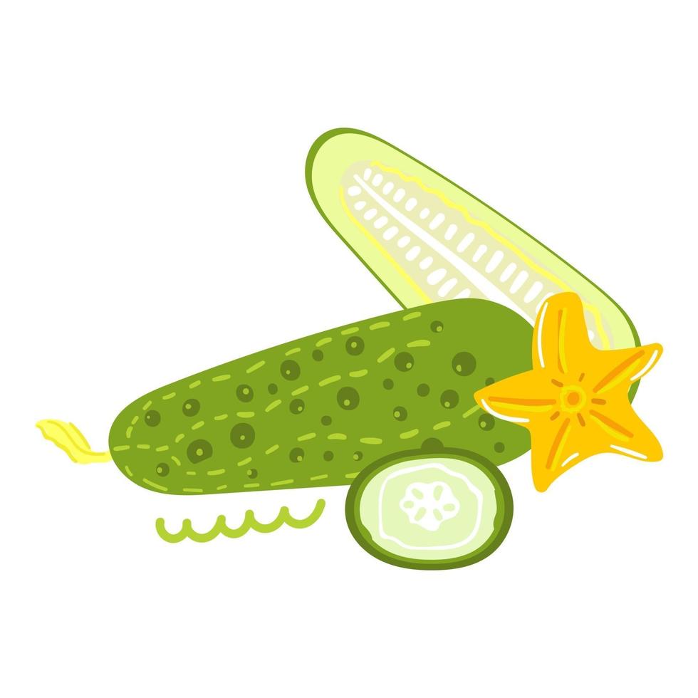 Hand drawn cucumber. Flat modern illustration. Vector design.