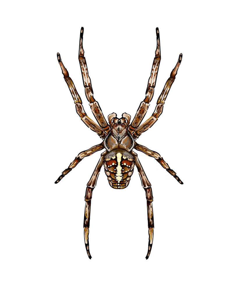 Spider garden spider Araneus a kind of spider from the family of spiders Orb-spiders colored drawing, realistic. Vector illustration of paints