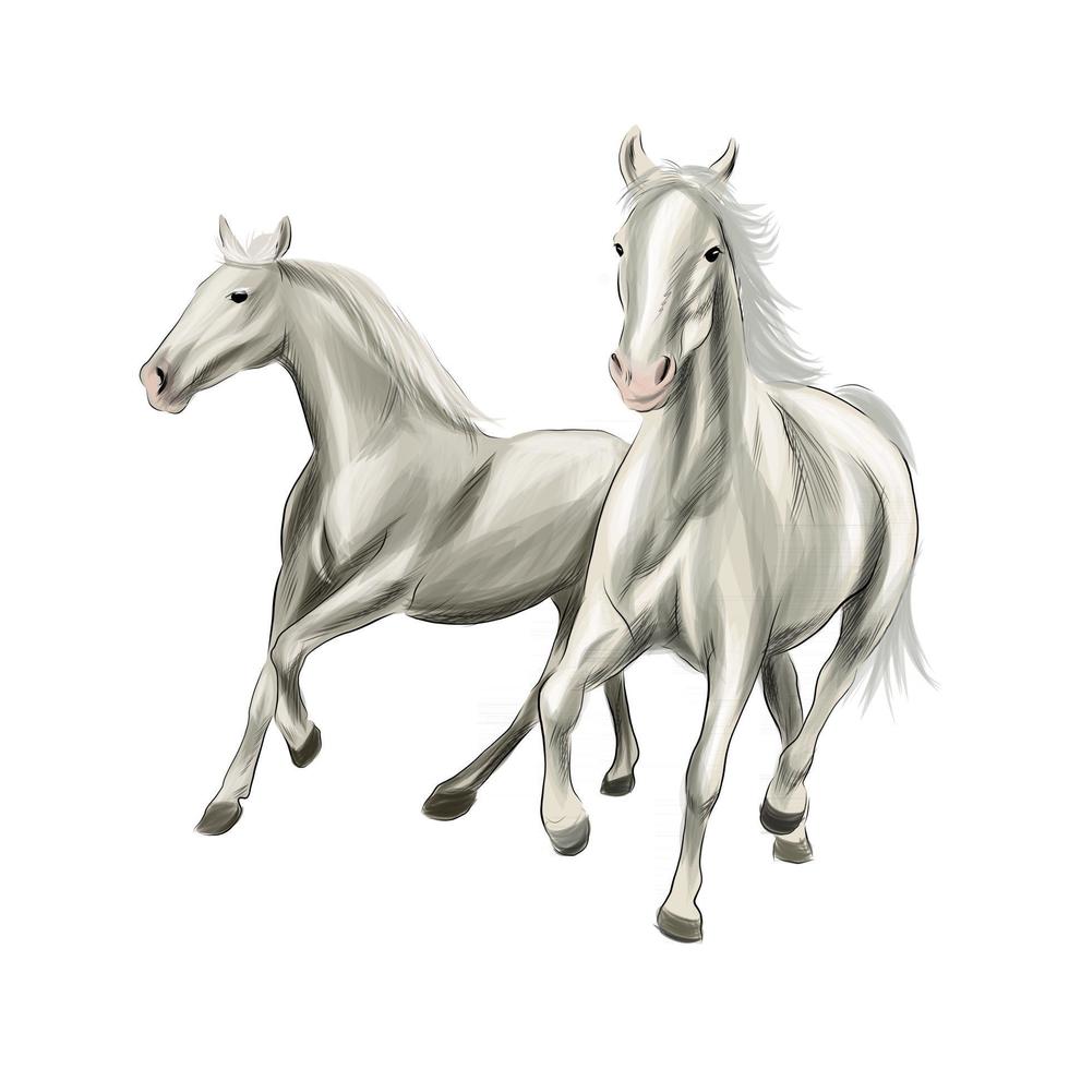dos caballos blancos corriendo al galope de salpicaduras de acuarelas, dibujo coloreado, realista. ilustración vectorial de pinturas vector