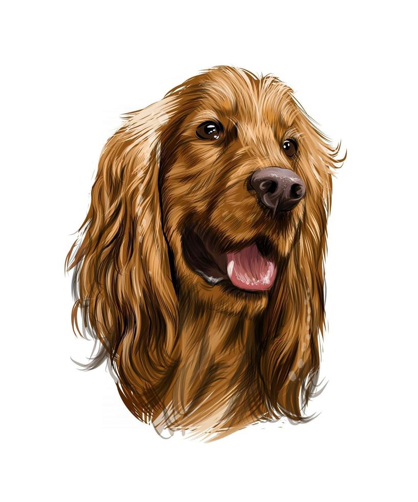 Cabeza de cocker spaniel inglés de salpicaduras de acuarelas, dibujo coloreado, realista. ilustración vectorial de pinturas vector