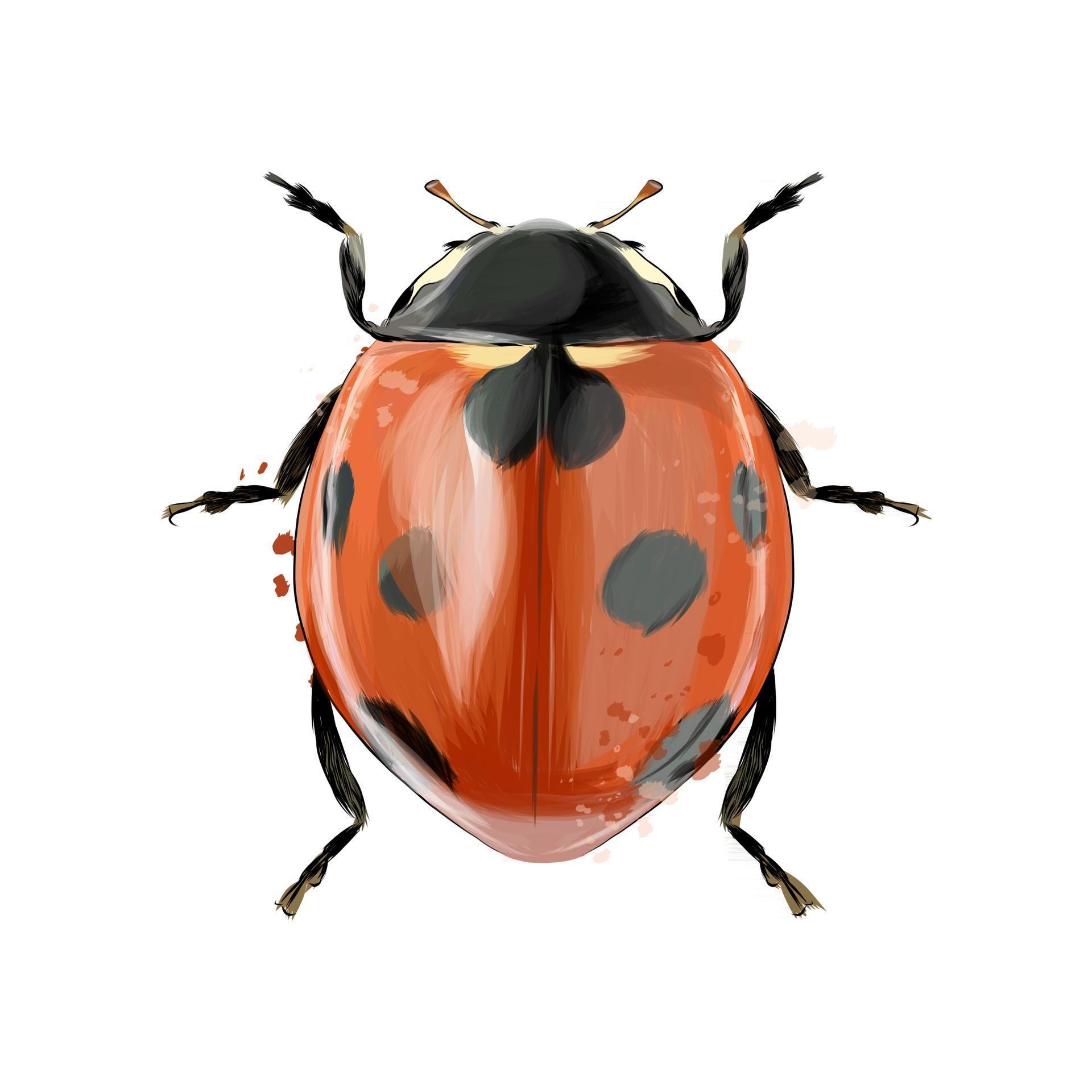  ladybug from splash of watercolors colored drawing realistic. Vector 