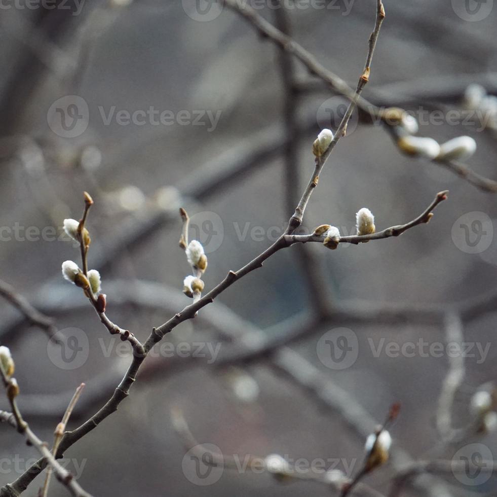 brotes y ramas en la temporada de primavera. foto