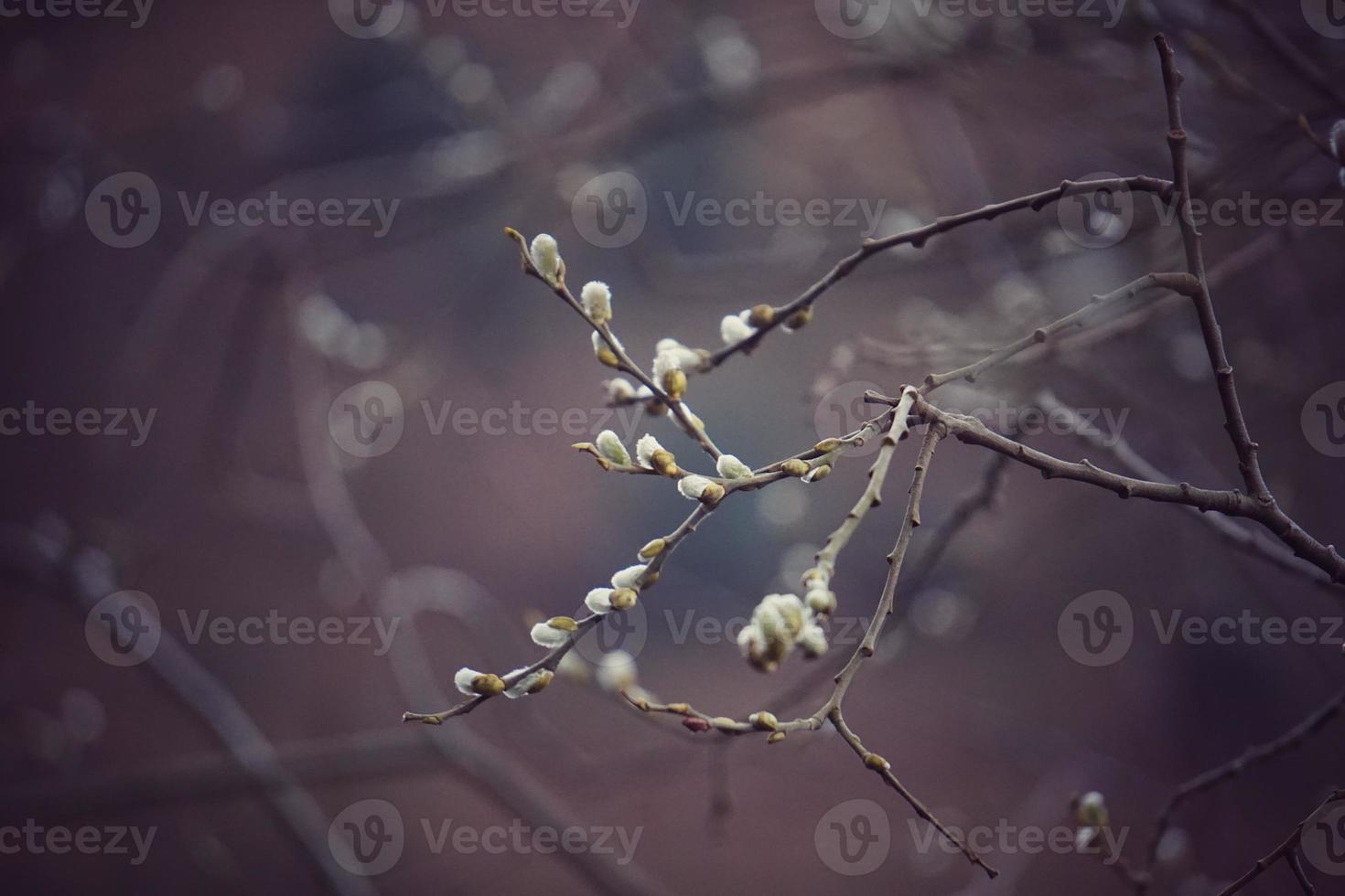 Sprout and branches in spring season photo