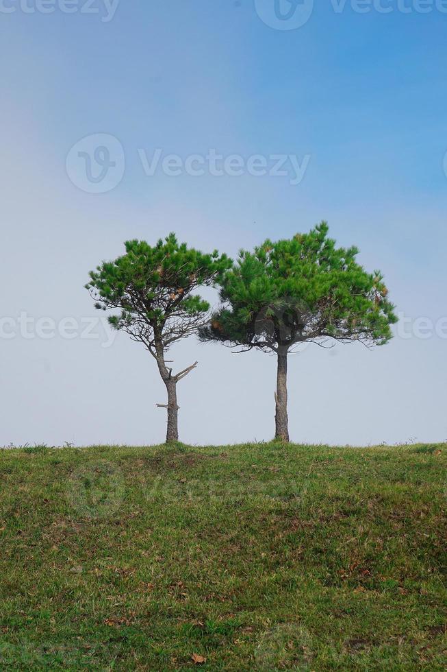 Trees in the mountain in spring season photo