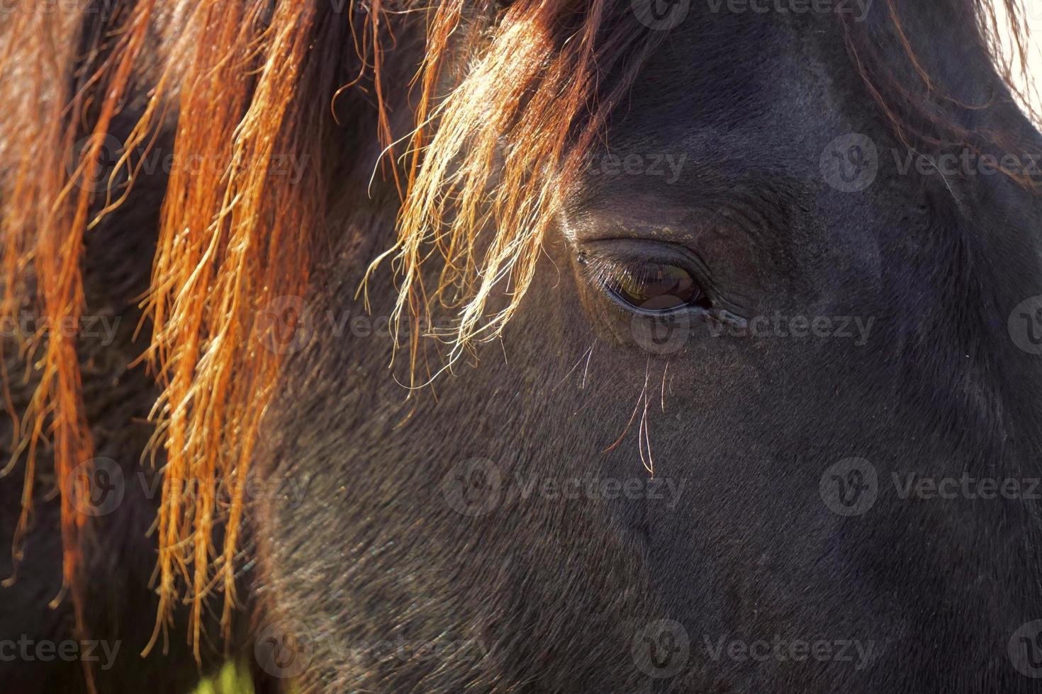 Beautiful brown horse portrait in the meadow photo