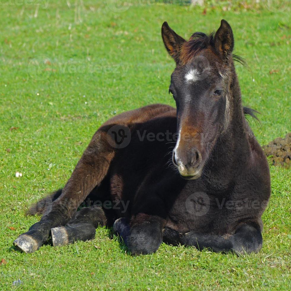 Hermoso retrato de caballo marrón en la pradera foto