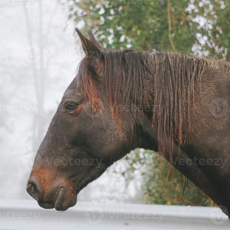 Hermoso retrato de caballo marrón en la pradera foto