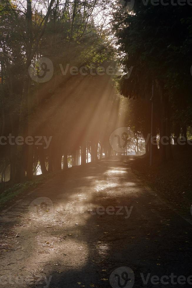 luz que entra a través de los árboles, bilbao españa foto