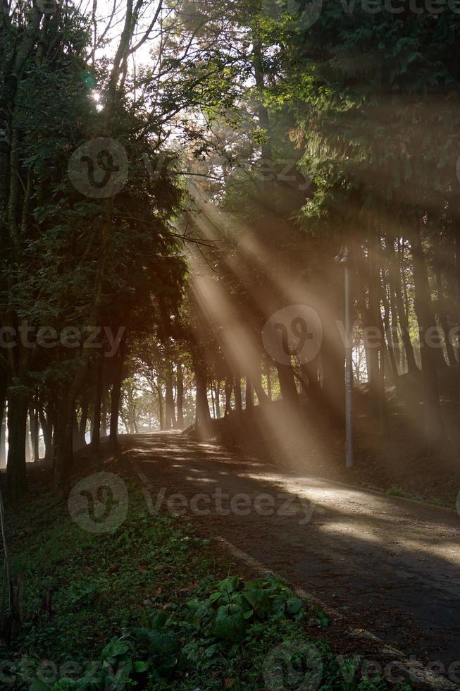 luz que entra a través de los árboles, bilbao españa foto