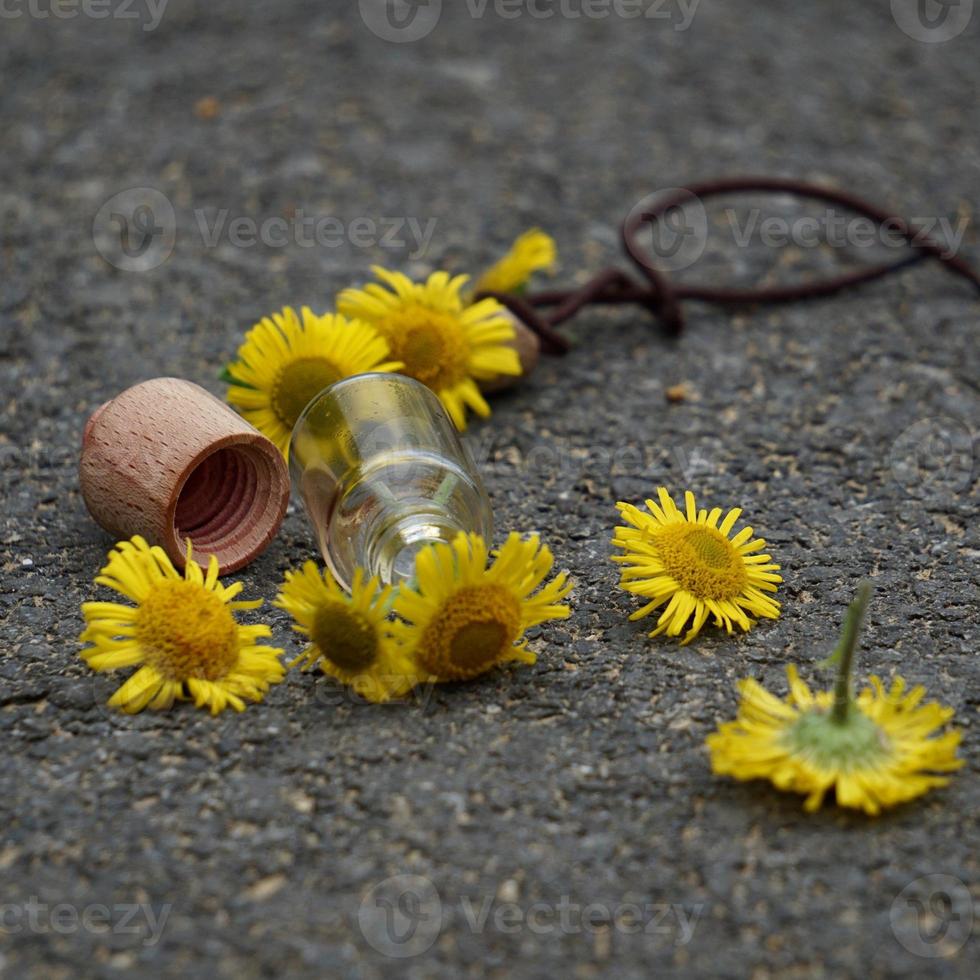 Beautiful yellow flowers in springtime photo