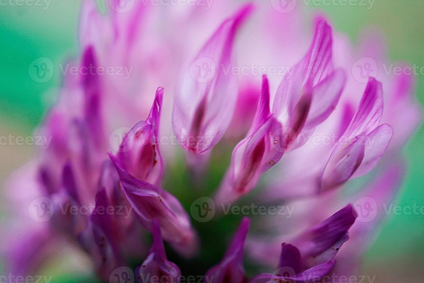 Pink flowers plant in the garden in springtime photo