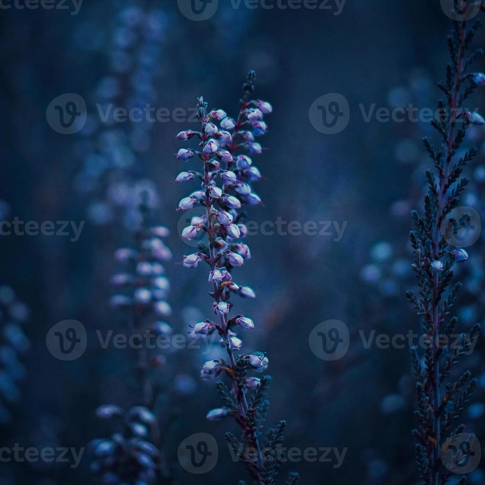 Pink flowers plant in the garden in springtime photo