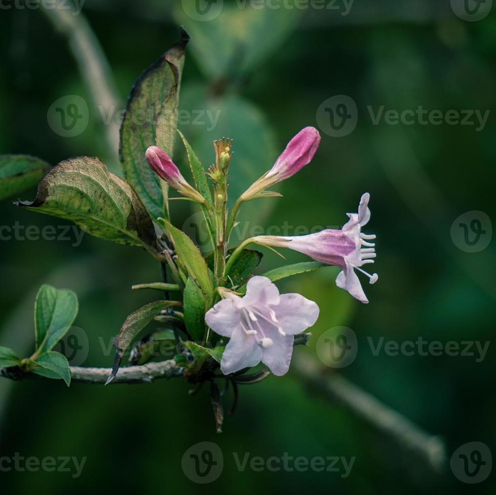 Planta de flores rosadas en el jardín en primavera foto