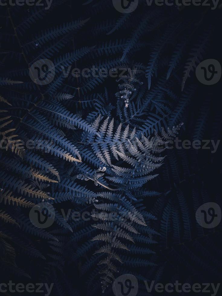 Blue fern leaves, moody edit photo
