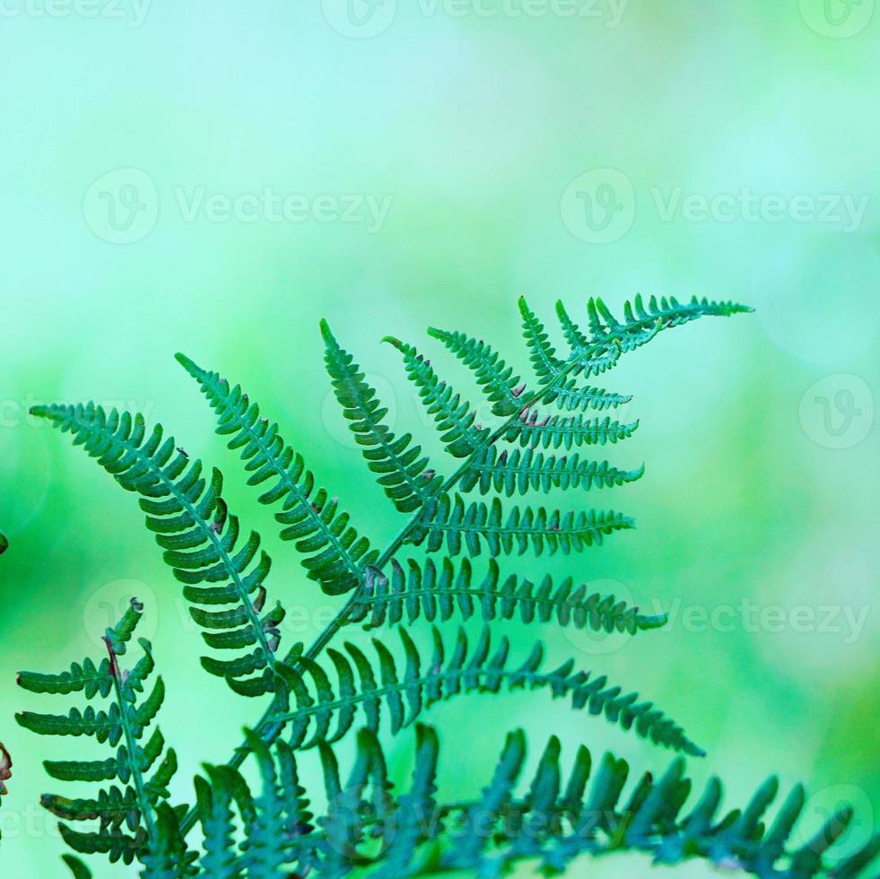 Green fern leaves in spring season photo