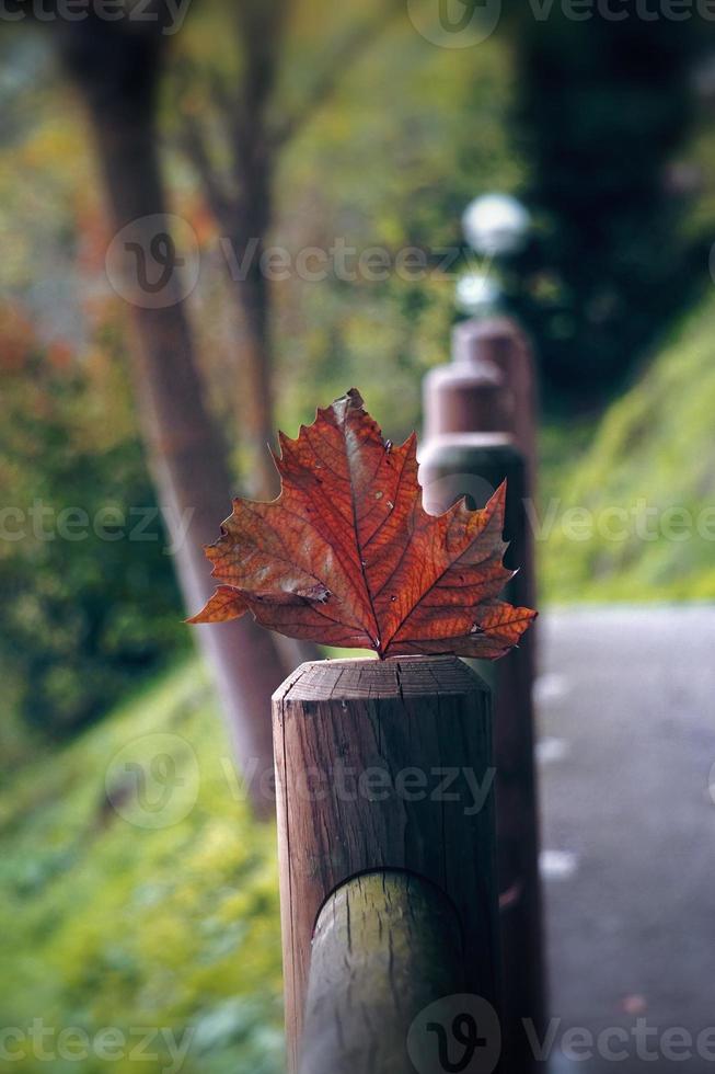 hoja roja del árbol seco en la temporada de otoño foto