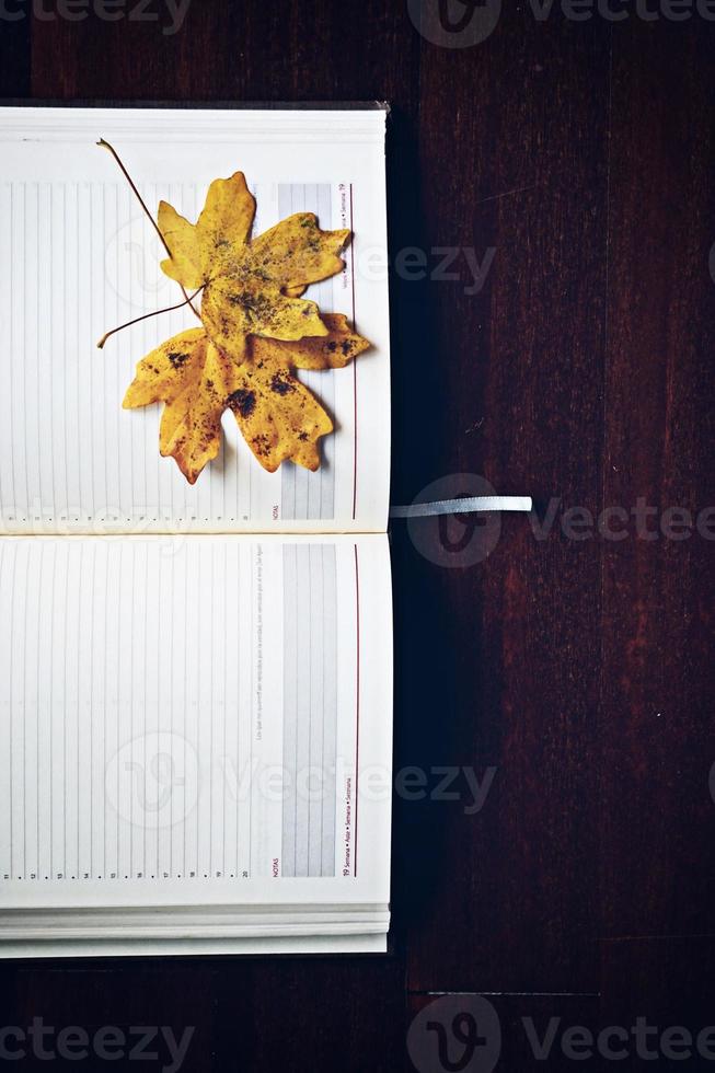 Yellow tree leaf in autumn season photo