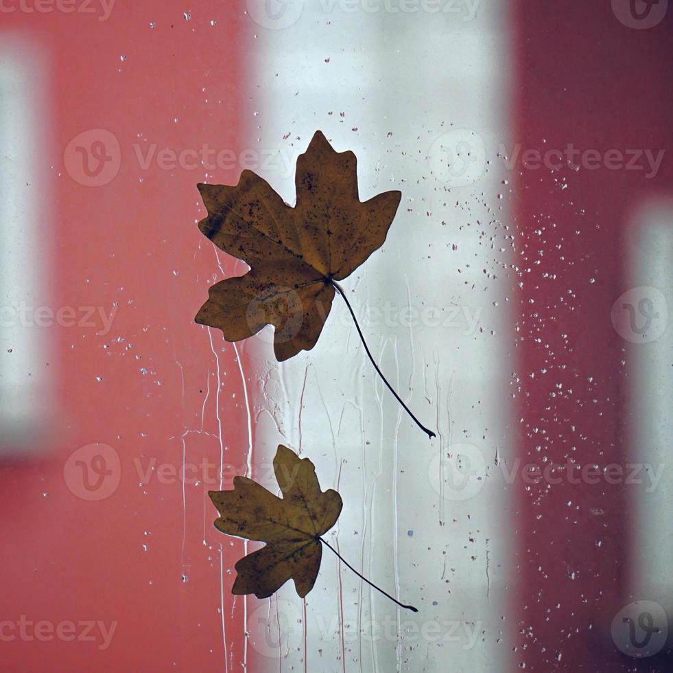 Yellow tree leaf in autumn season photo
