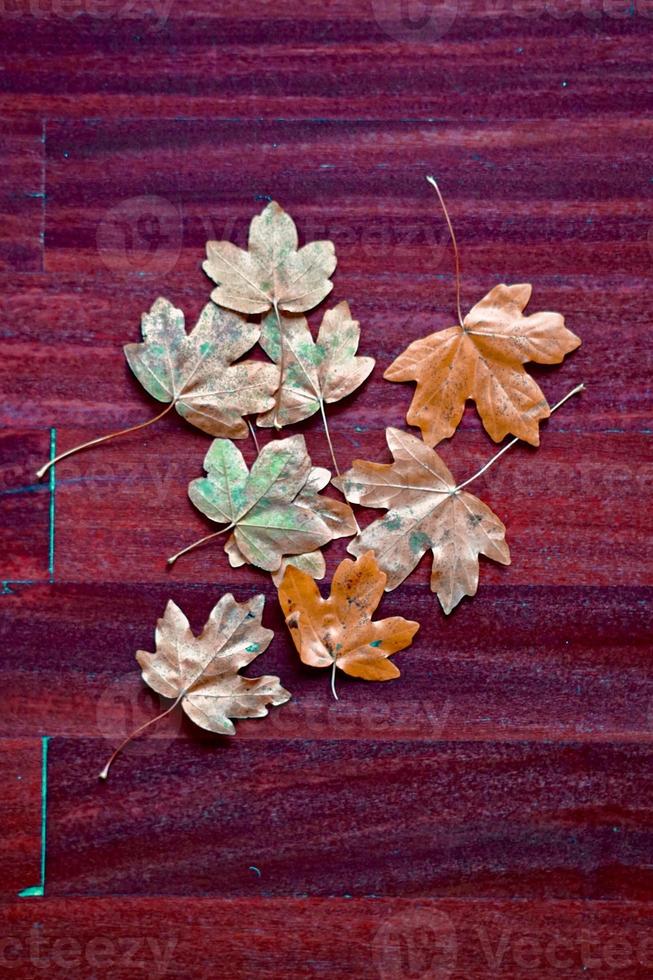 hoja de árbol amarilla en temporada de otoño foto