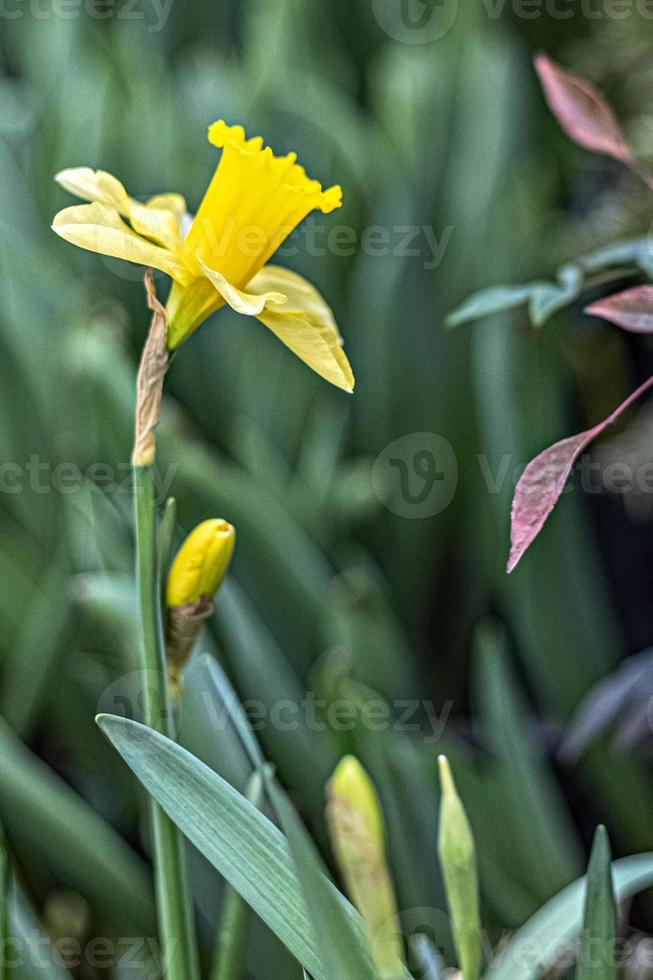 narciso amarillo en el jardín foto