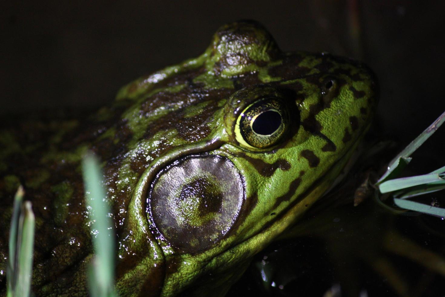 Closeup of American Bullfrog profile in the dark photo