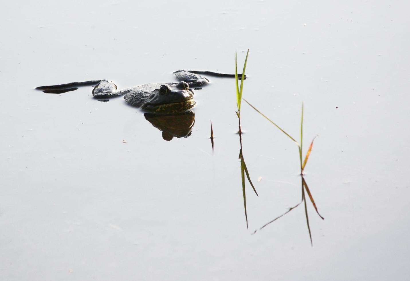 American Bull Frog hanging out on glassy pond in low light photo