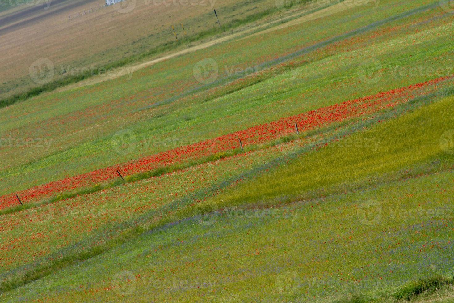 castelluccio di norcia y su naturaleza floreciente foto