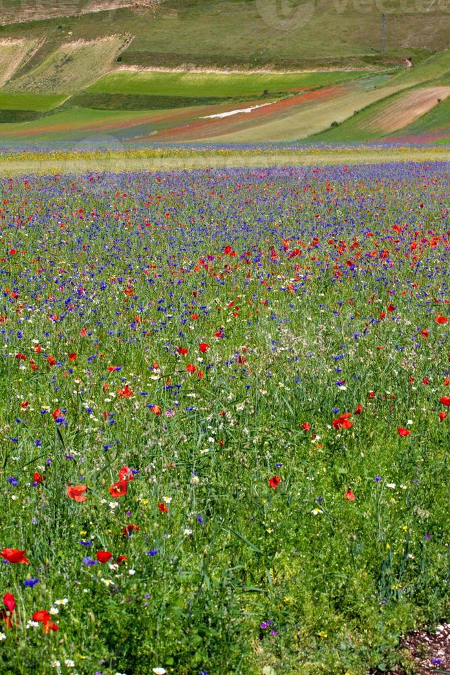 castelluccio di norcia y su naturaleza floreciente foto