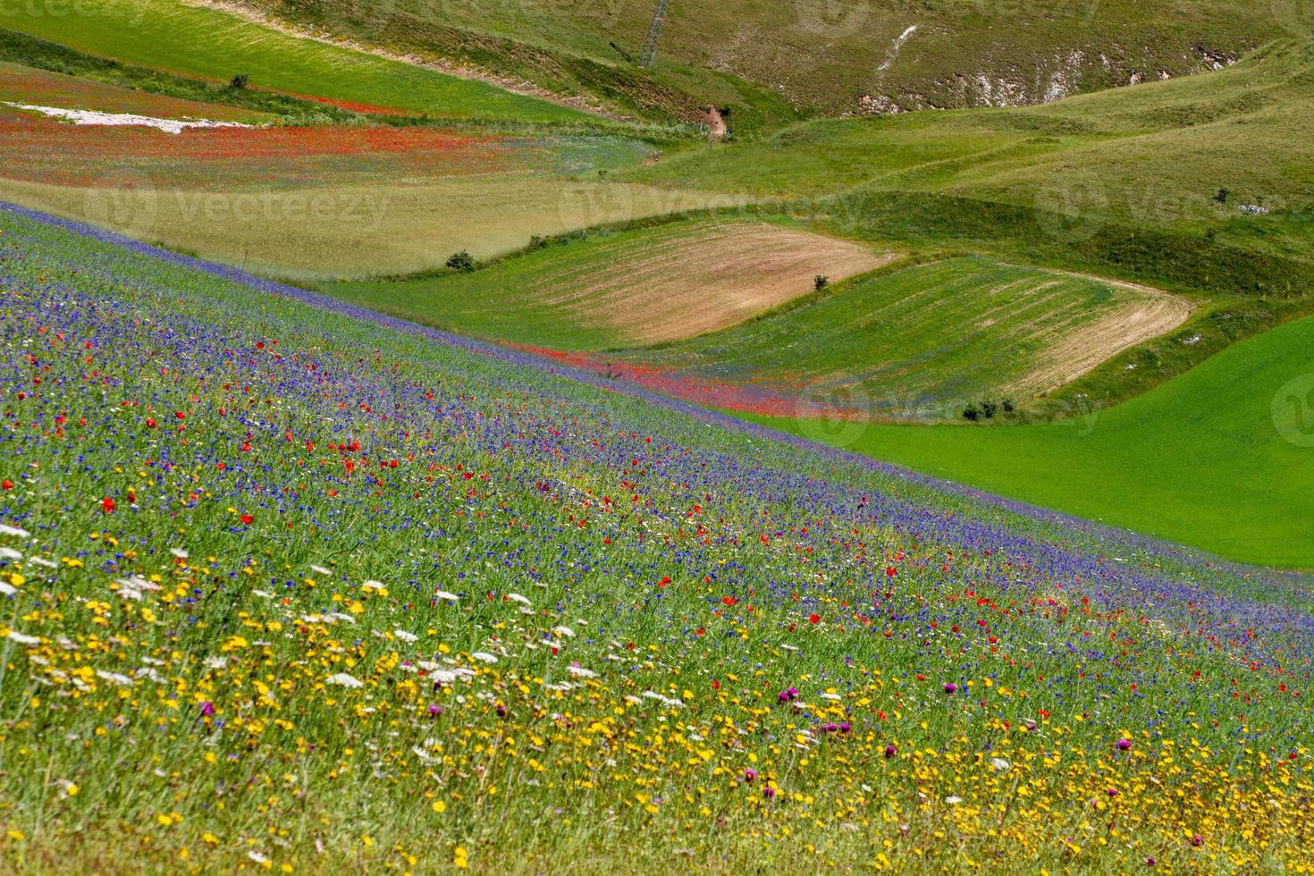 castelluccio di norcia y su naturaleza floreciente foto