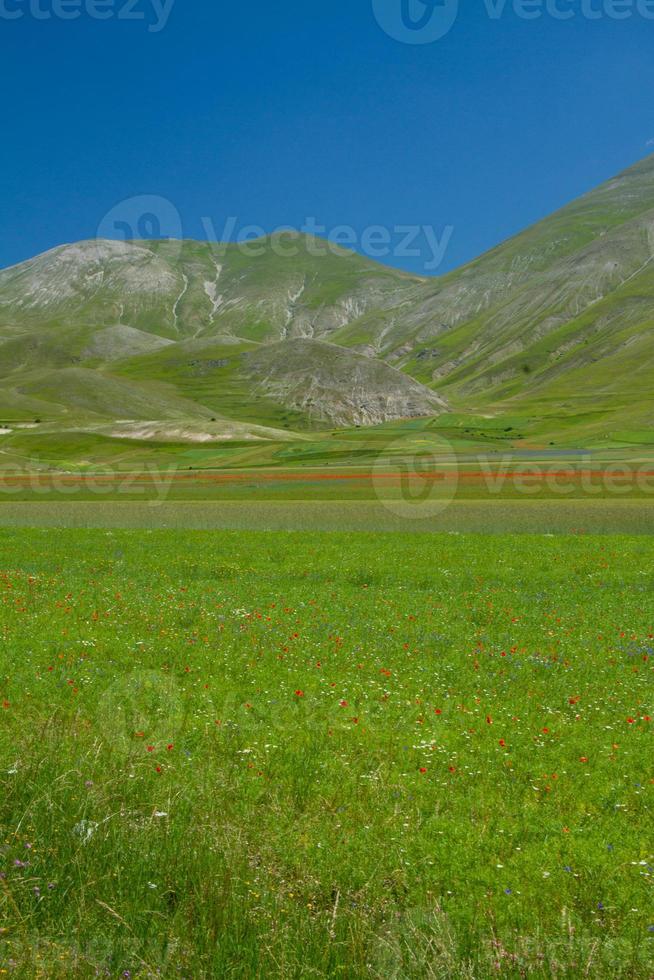 Castelluccio Di Norcia and its flowering nature photo