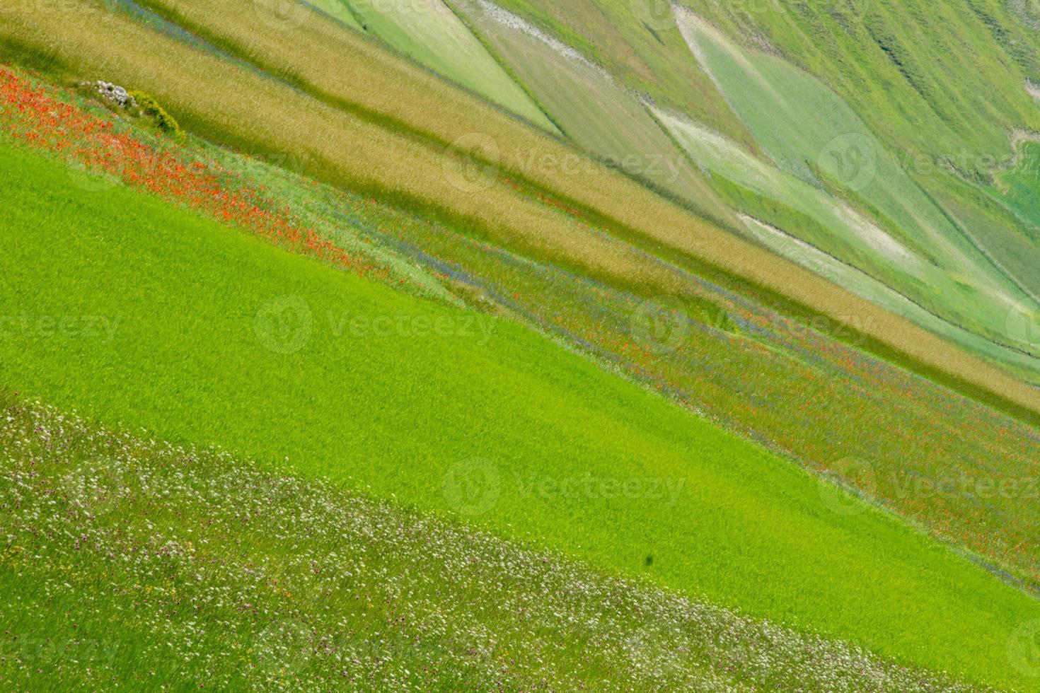 castelluccio di norcia y su naturaleza floreciente foto