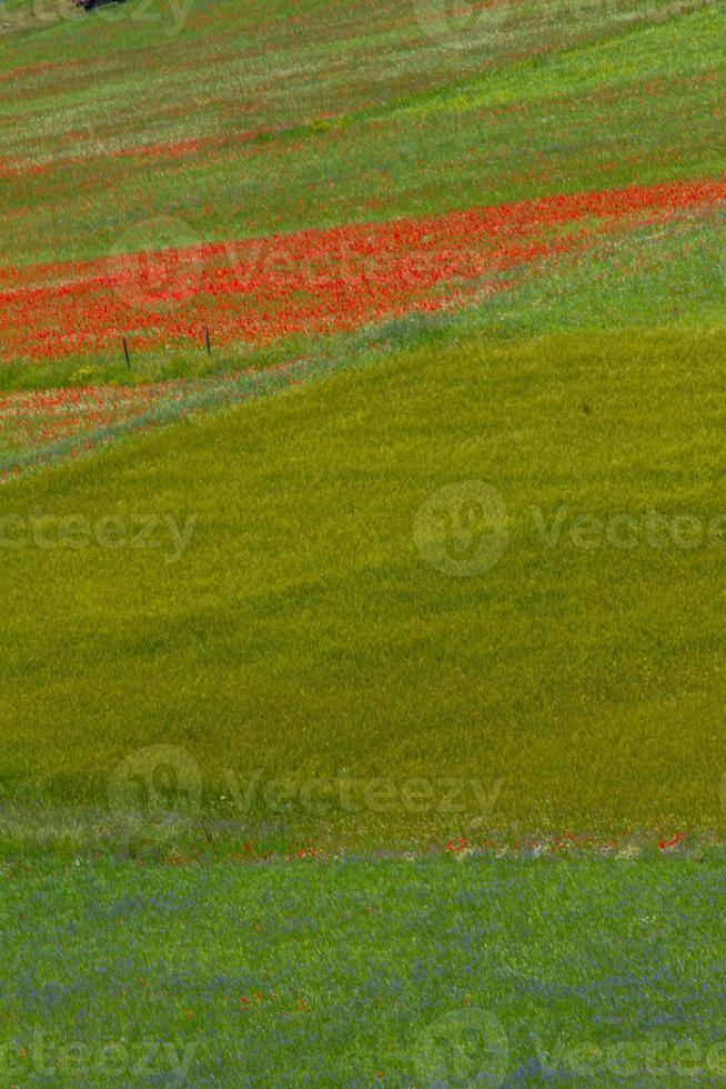 castelluccio di norcia y su naturaleza floreciente foto