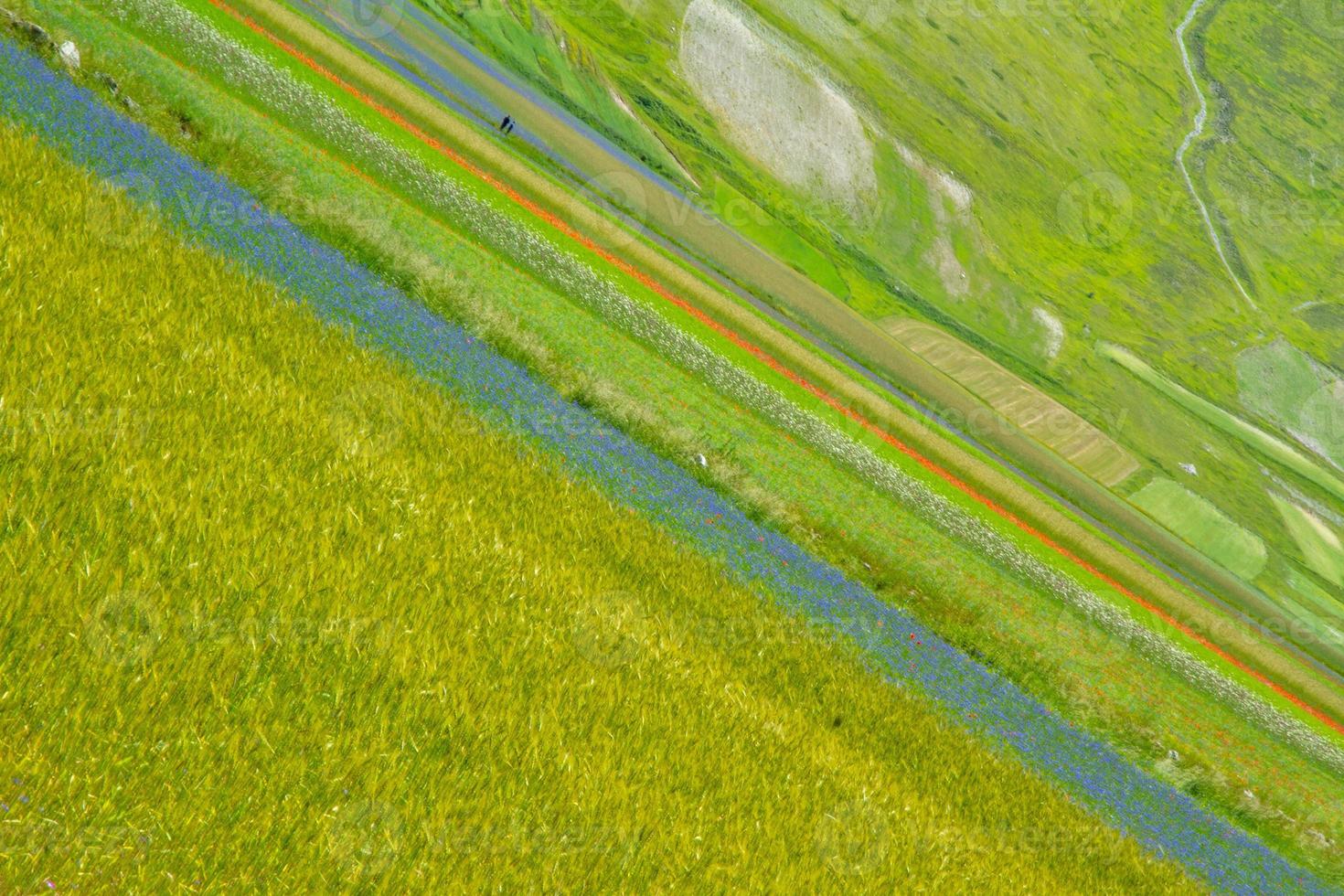 Castelluccio Di Norcia and its flowering nature photo