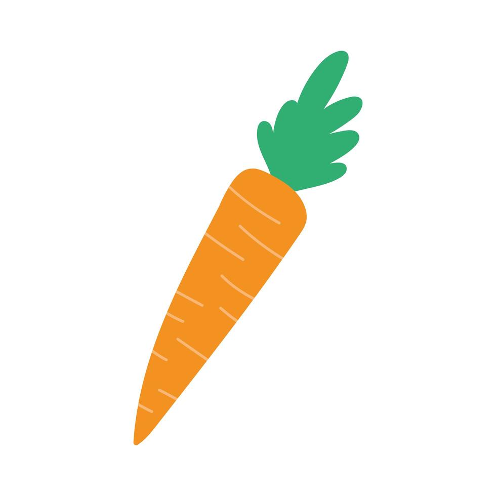 carrot fresh vegetable vector