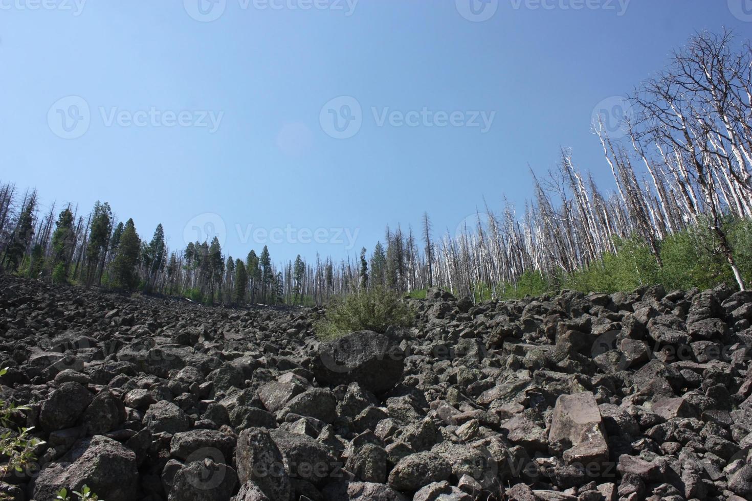 Stately view of trees of charred trees reclaiming the Gila National Forest after a fire photo