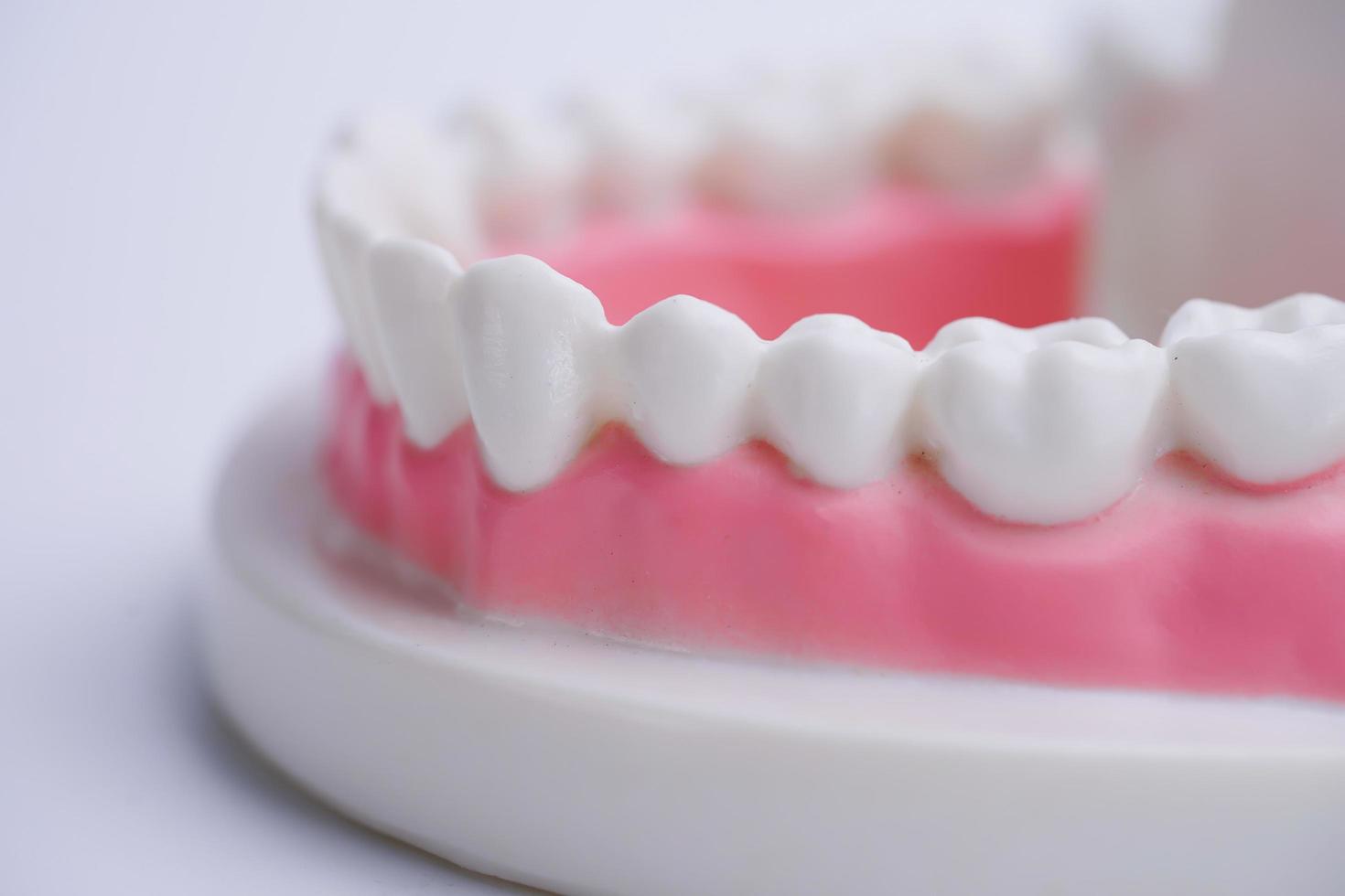 Simulacros de mandíbula con encías y dientes sobre fondo blanco. foto
