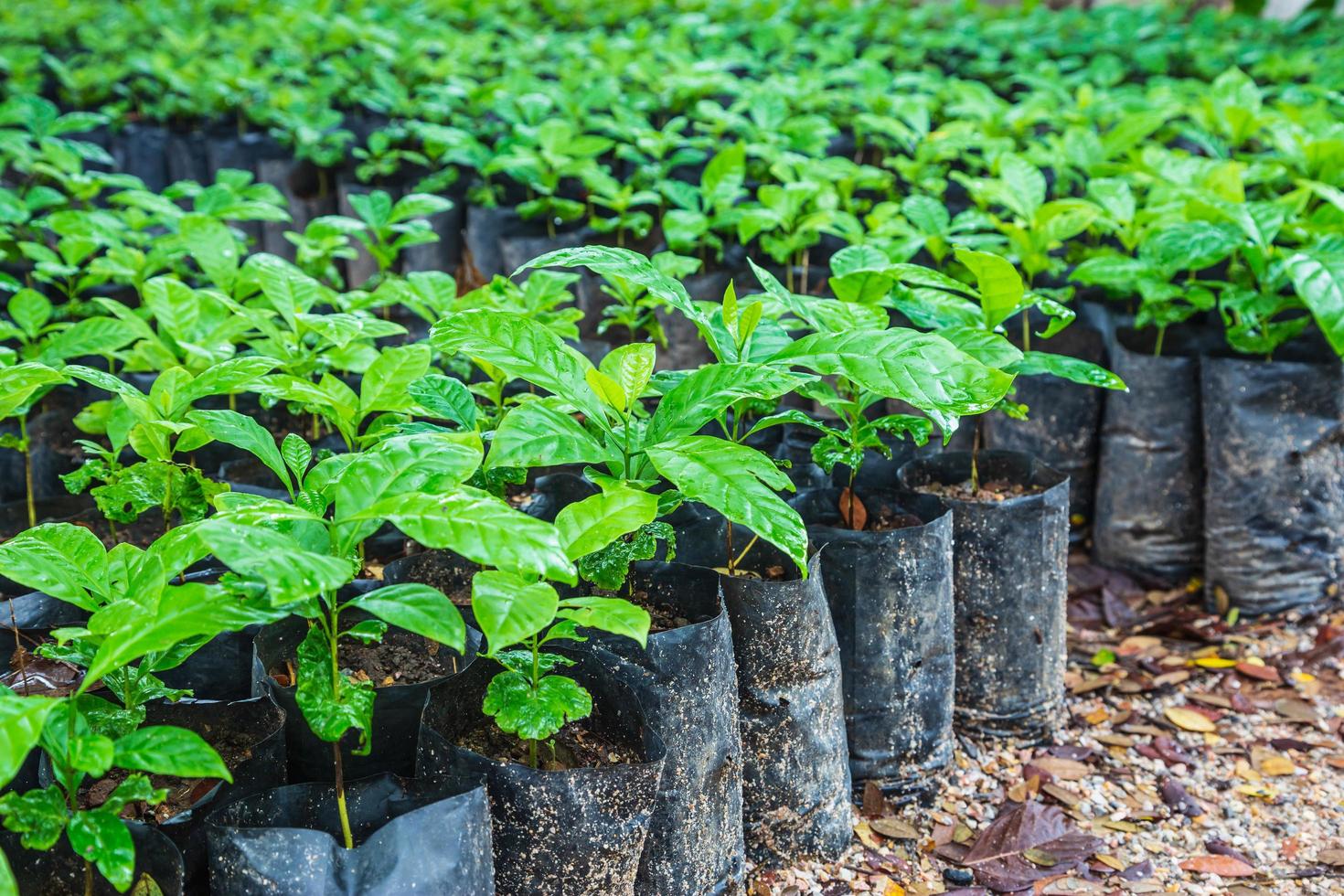 plántulas de plantas de café en un vivero foto