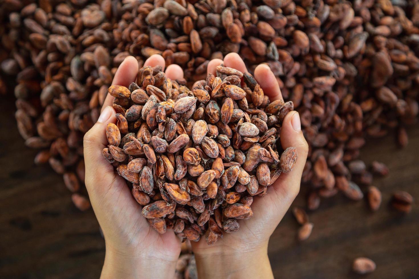 trabajador sosteniendo un puñado de granos de cacao foto