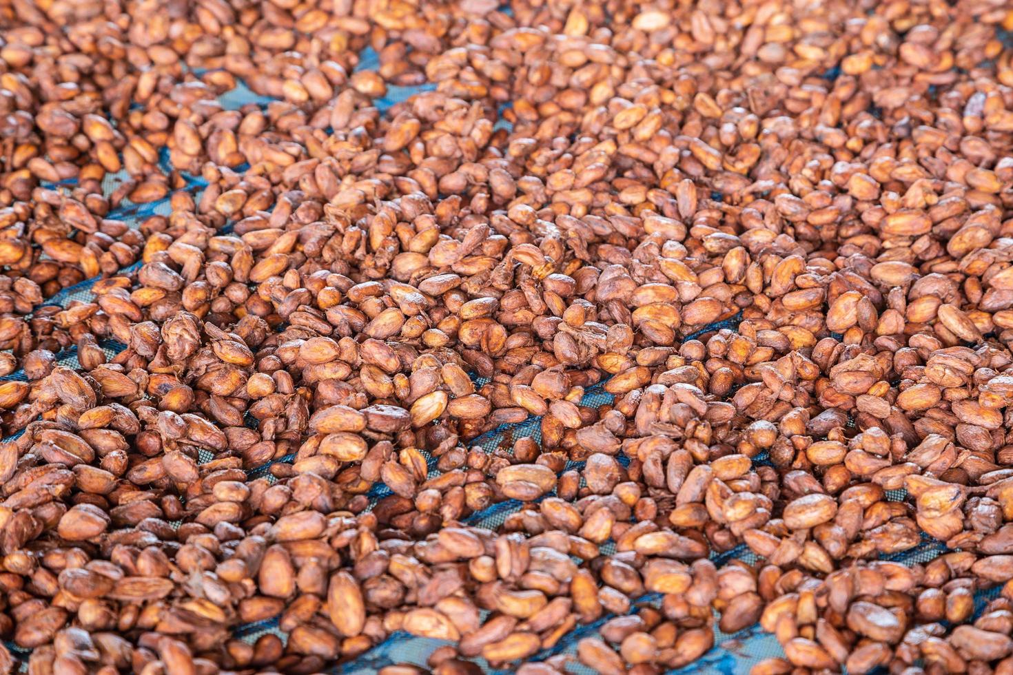 patrón de fondo de granos de cacao foto