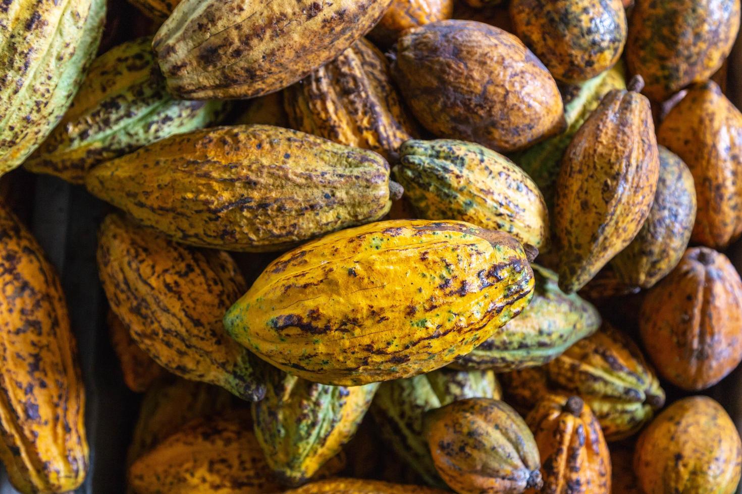 Cocoa fruit background and cocoa pod photo