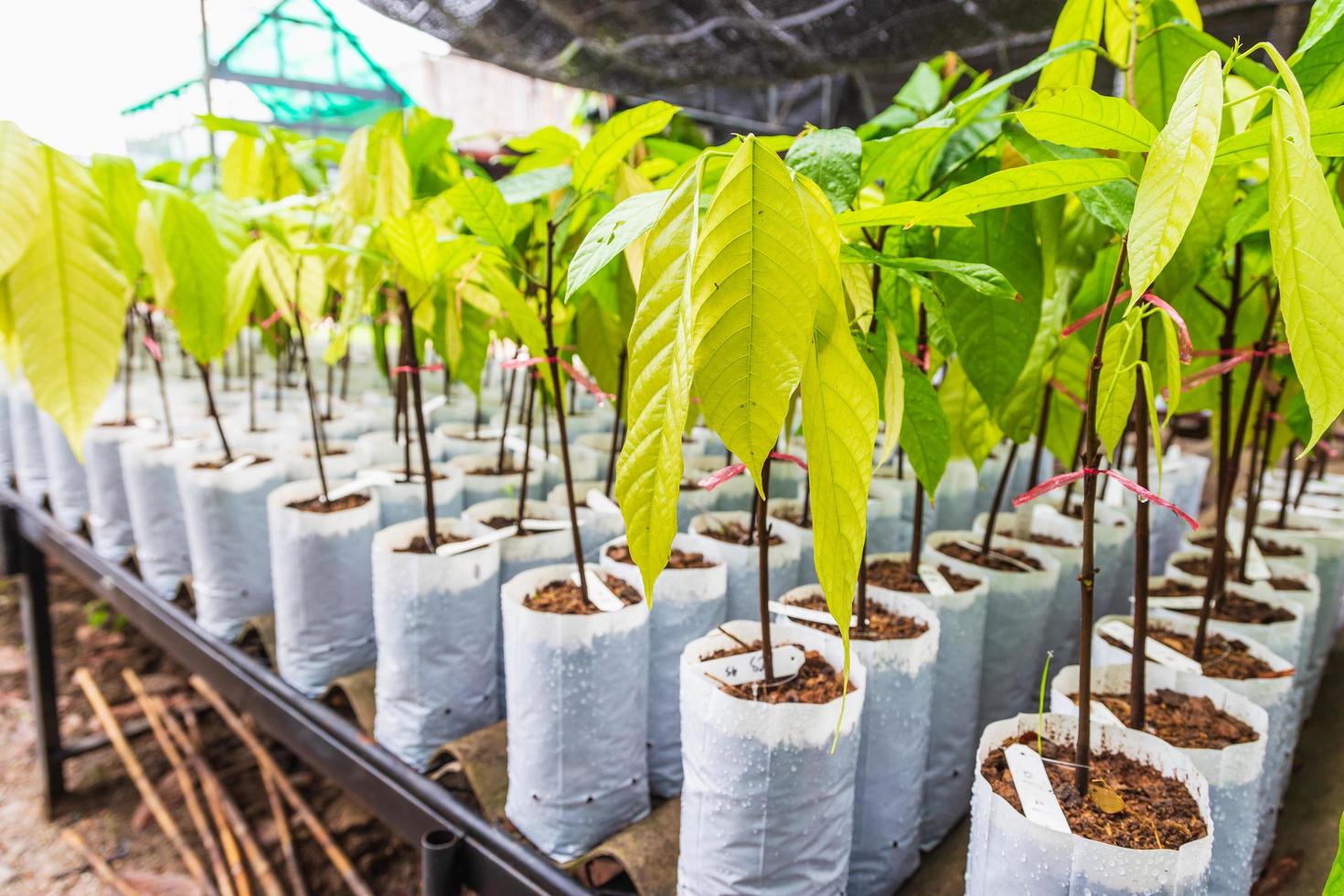 Young cocoa Tree in Nursery photo