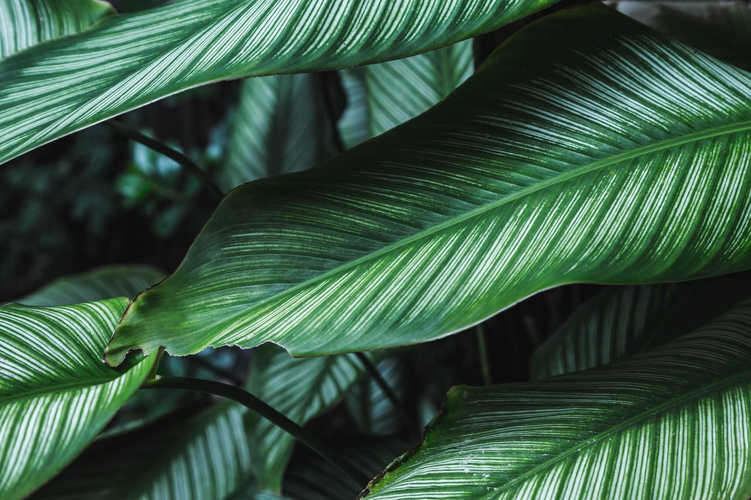 Background of leaves in the evergreen forest photo