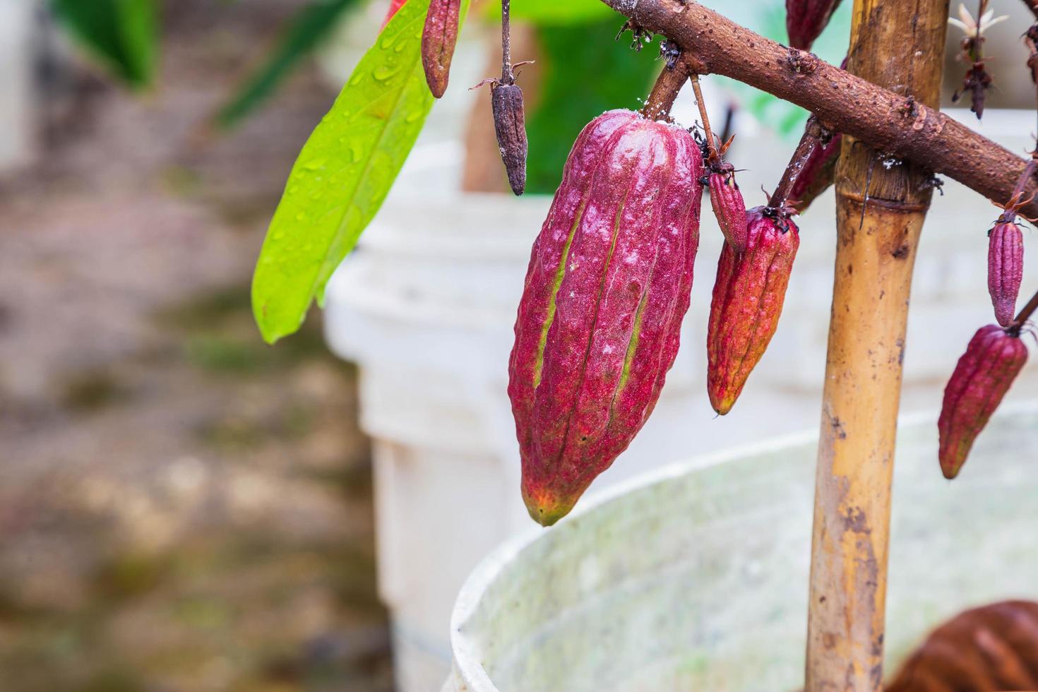 Young cocoa in cocoa tree photo