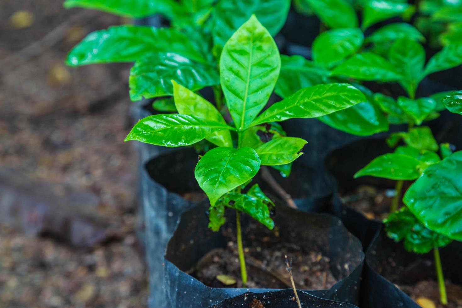Seedlings of coffee plants in a nursery photo