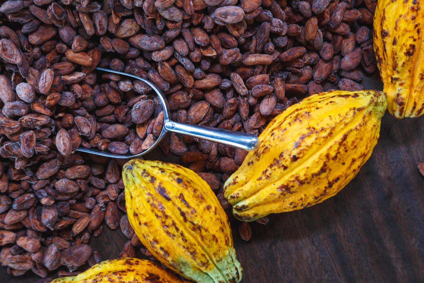 Las mazorcas de cacao y granos de cacao sobre un fondo de madera foto