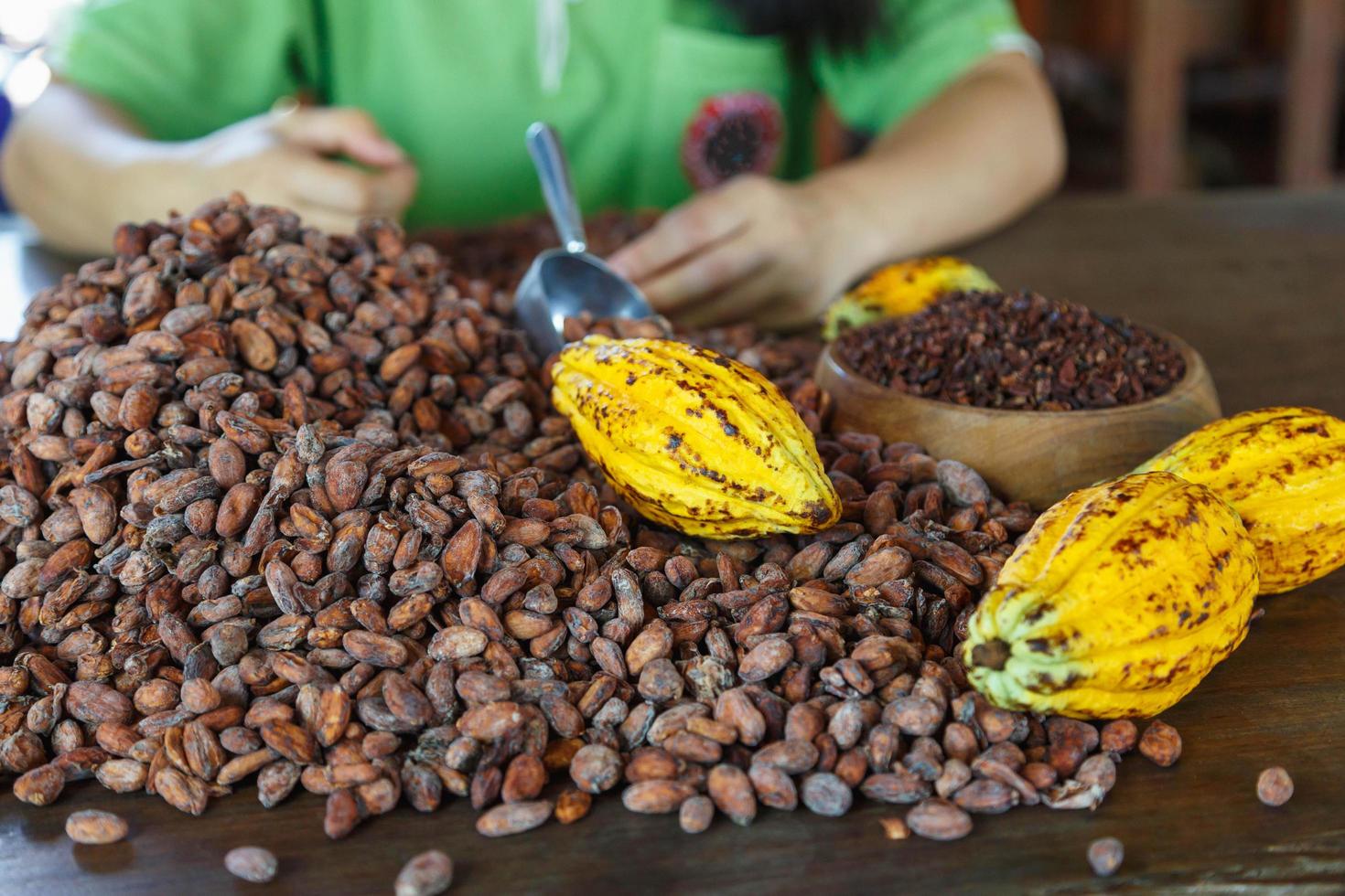 inspeccionar a mano la calidad de los granos de cacao foto