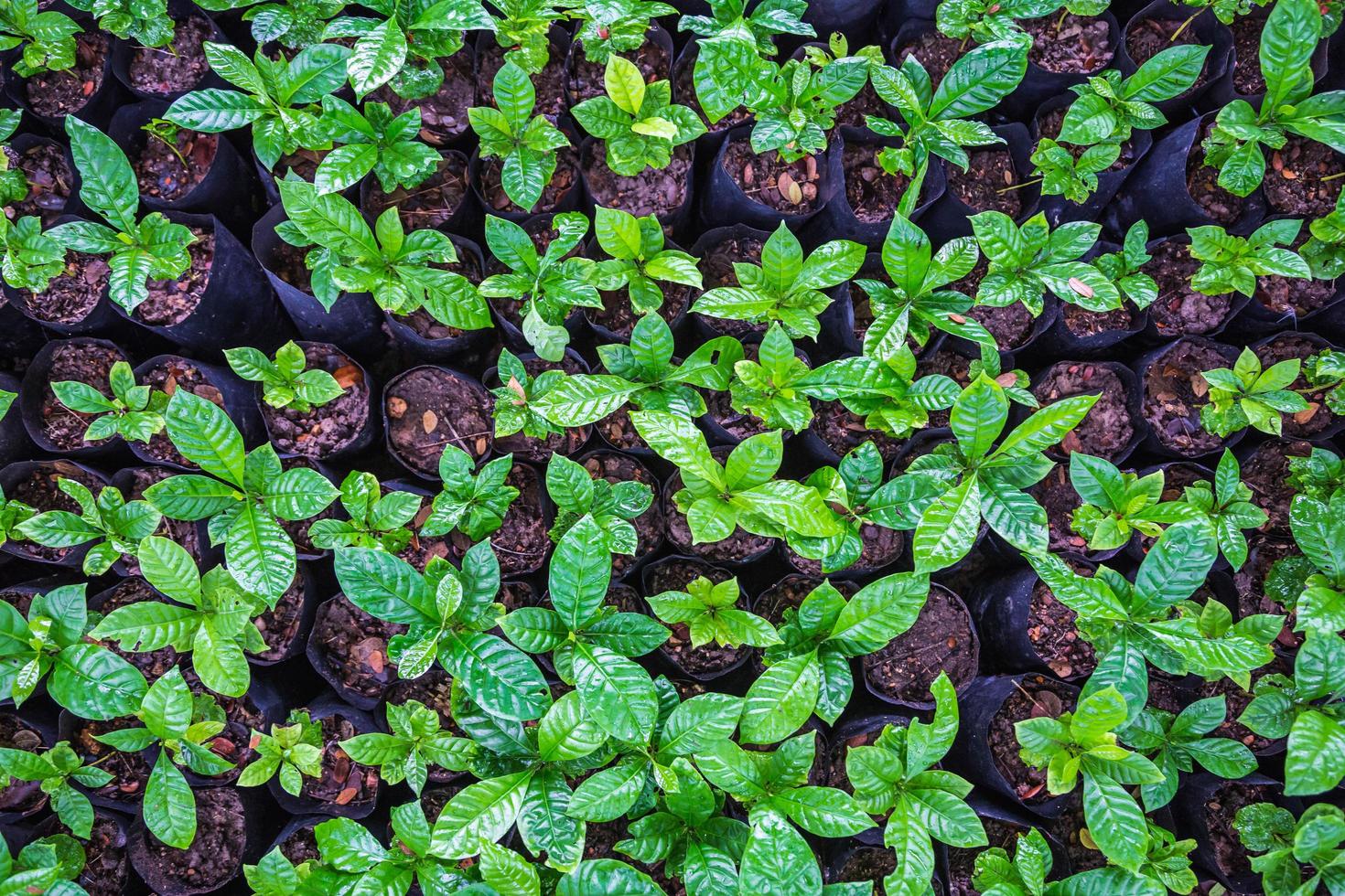 plántulas de plantas de café en un vivero foto