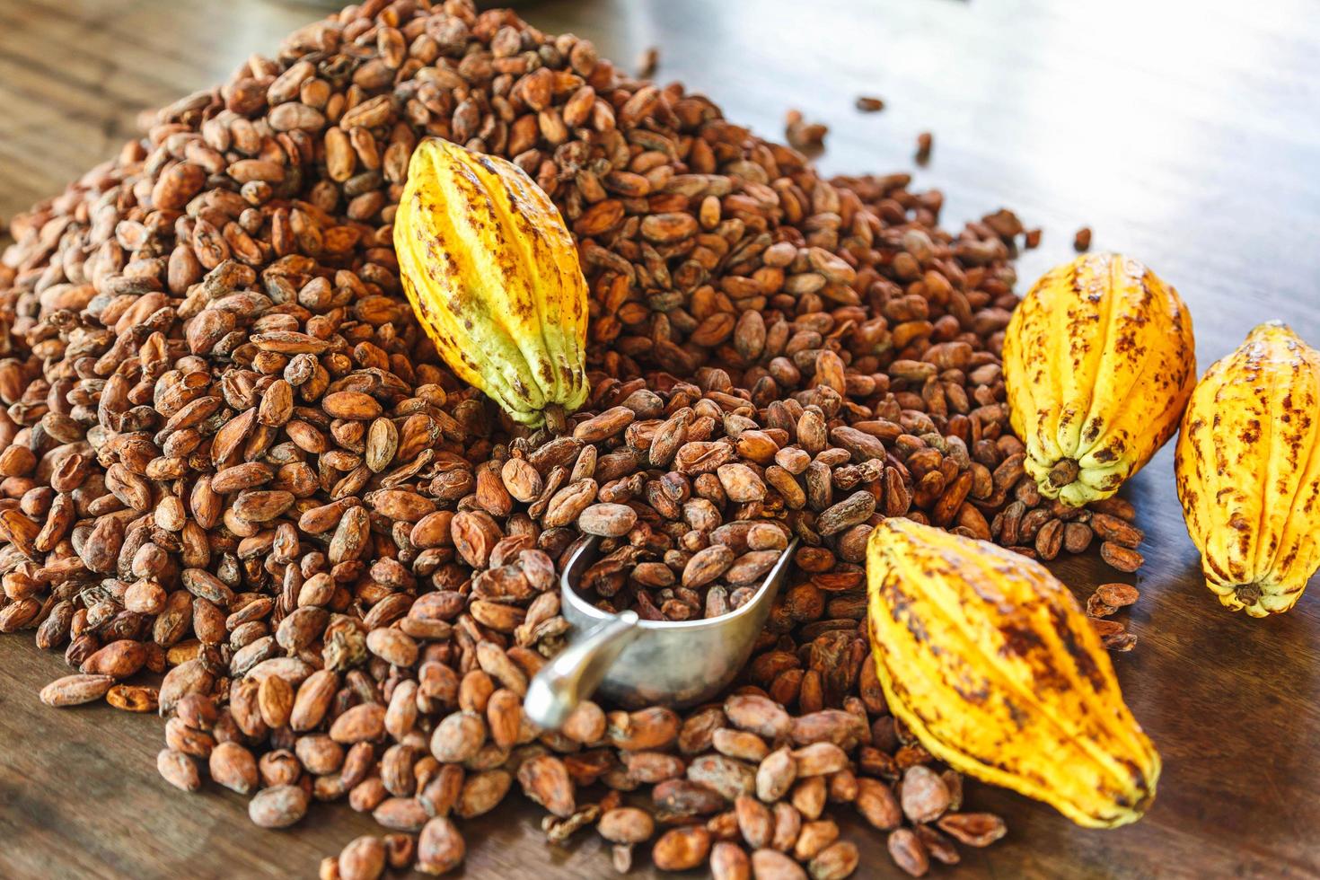 Las mazorcas de cacao y granos de cacao sobre un fondo de madera foto
