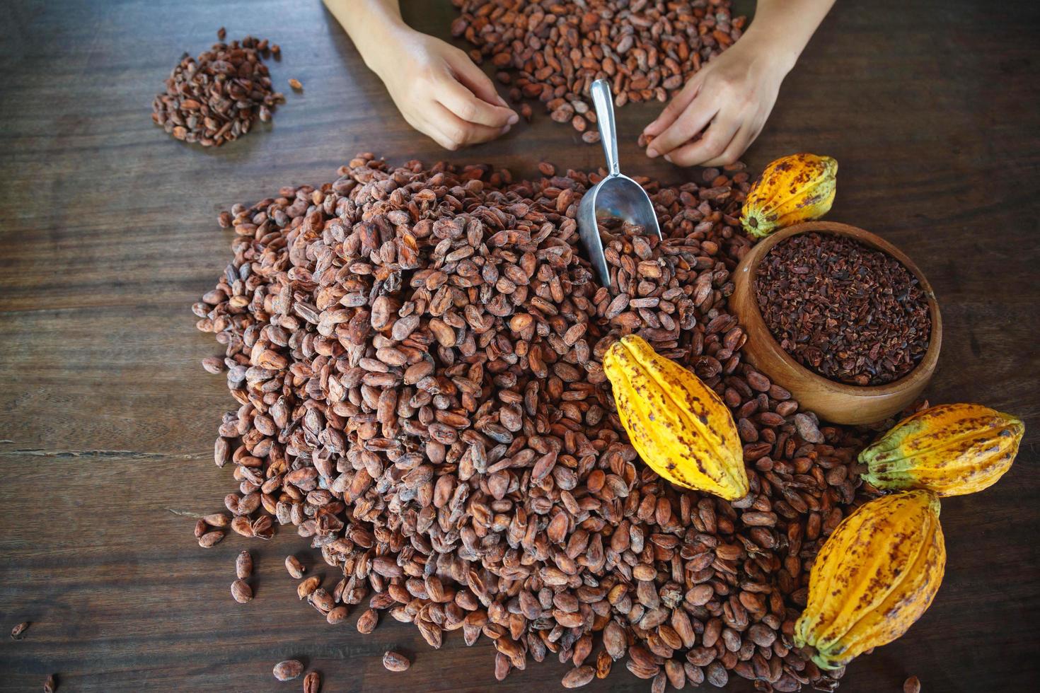 inspecting cocoa beans for quality by hand photo